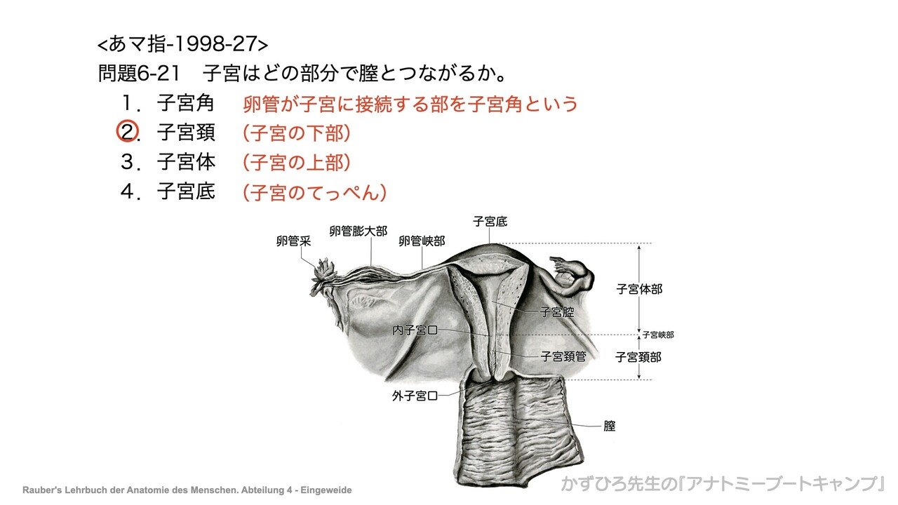 今日のプチ解剖 子宮はどの部分で膣とつながるか かずひろ先生 黒澤一弘 解剖学 Note 今日のプチ解剖 子宮はどの部分で膣とつながるか かずひろ先生 黒澤一弘 解剖学 Note