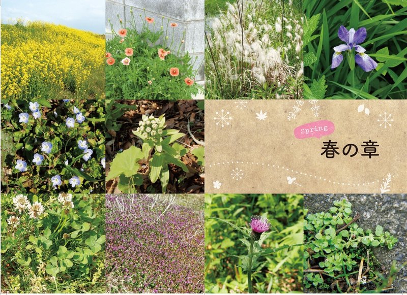 散歩の草花図鑑-春の草