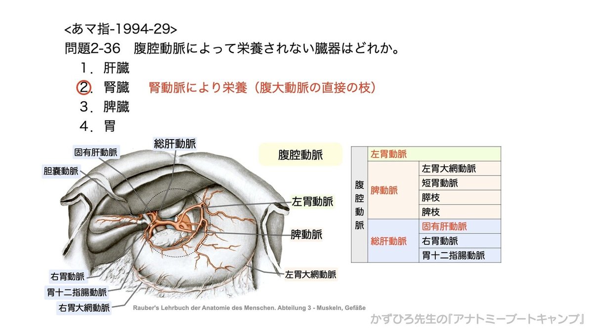 アナトミーブートキャンプ - 2.循環器系©.040