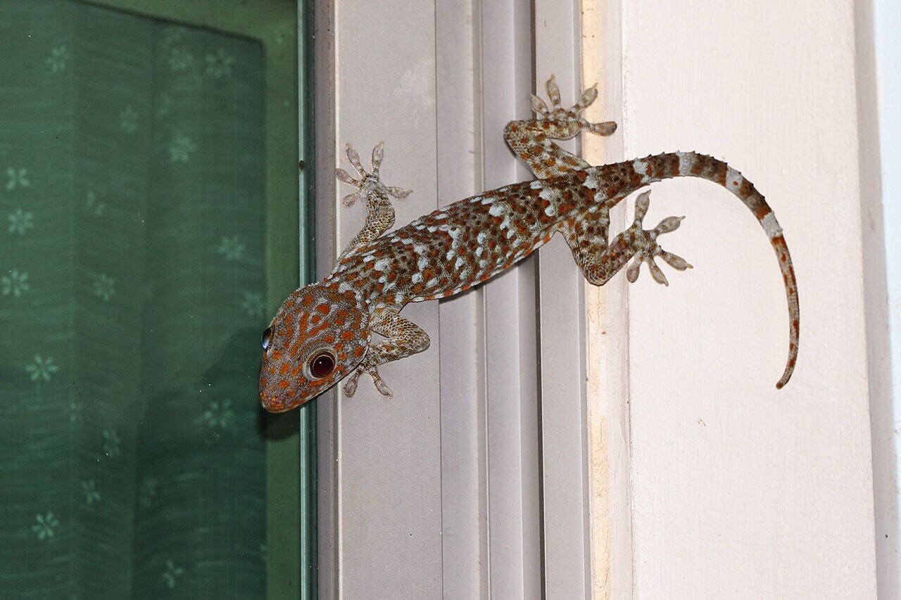 幸運の鳴き声 はまきち バンコク Note 幸運の鳴き声 はまきち バンコク Note