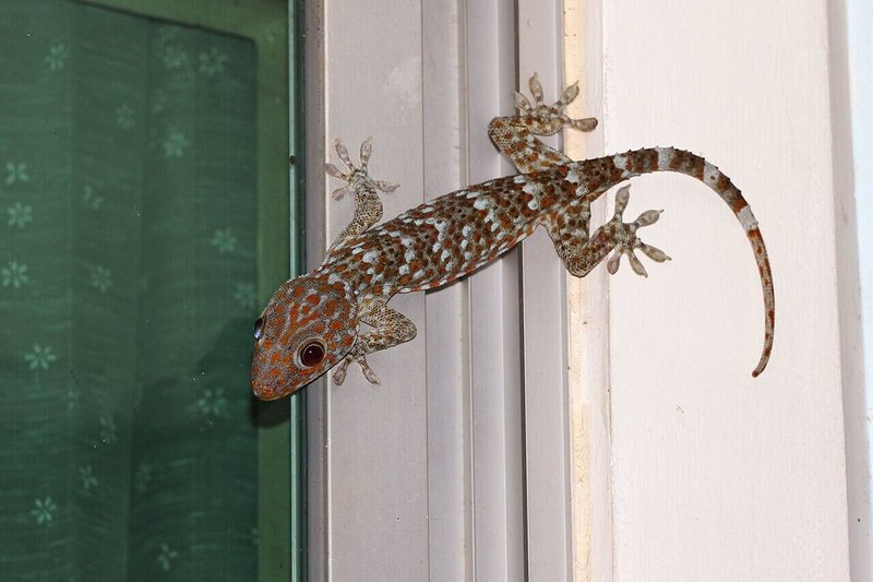 幸運の鳴き声 はまきち バンコク Note