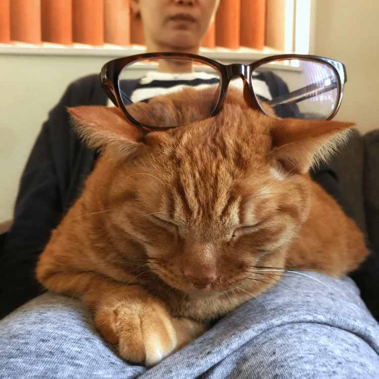 なにげなくママが猫の上にメガネを置いてみた。気にせずそのまま寝てるチビ、なかなかいいメガネ置きになってるよーな？