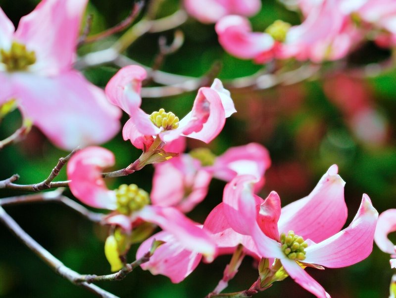 紡がれた時間が空に向かって花咲く時。