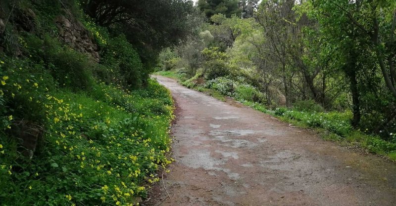 【Googleレンズ検証】花の名前はいくつ覚えられる？春の山道散歩inスペイン