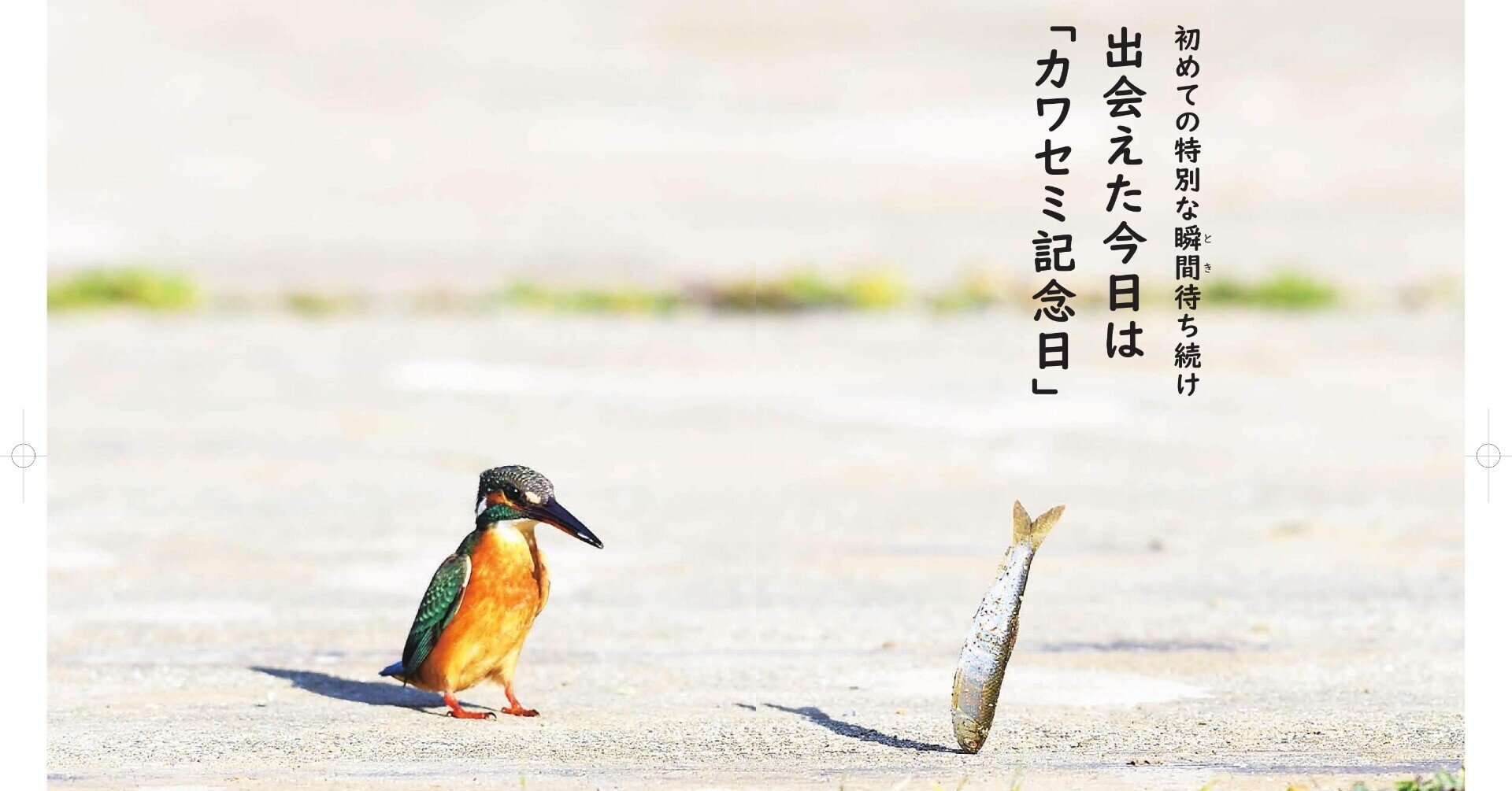 カワセミの体型 美しい色彩の秘密 カンゼン Note カワセミの体型 美しい色彩の秘密 カンゼン Note