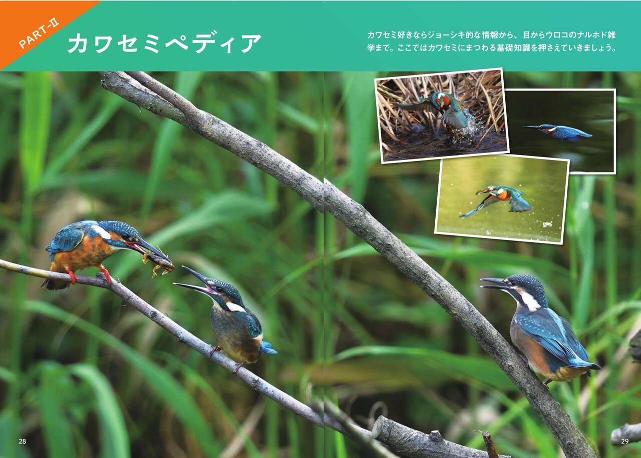 カワセミの体型 美しい色彩の秘密 カンゼン Note カワセミの体型 美しい色彩の秘密 カンゼン Note