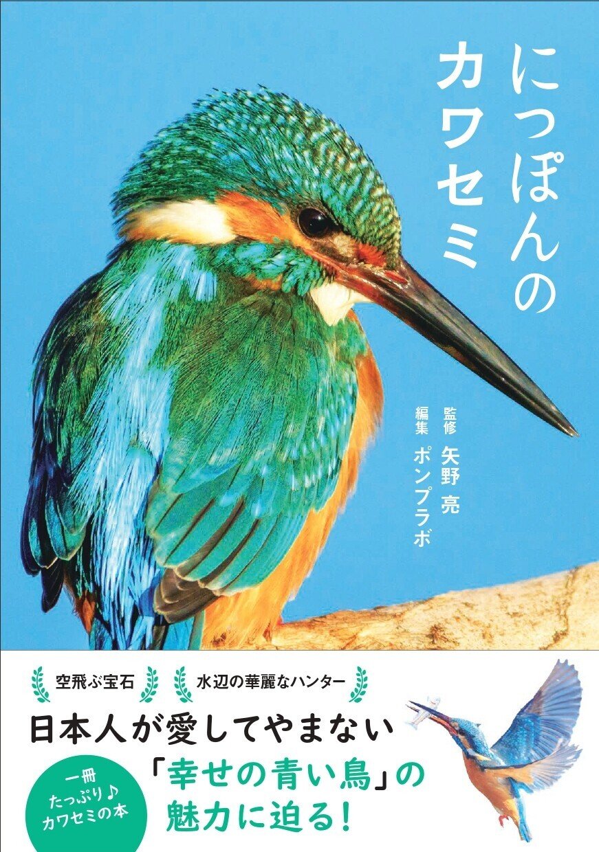カワセミの体型、美しい色彩の秘密｜カンゼン