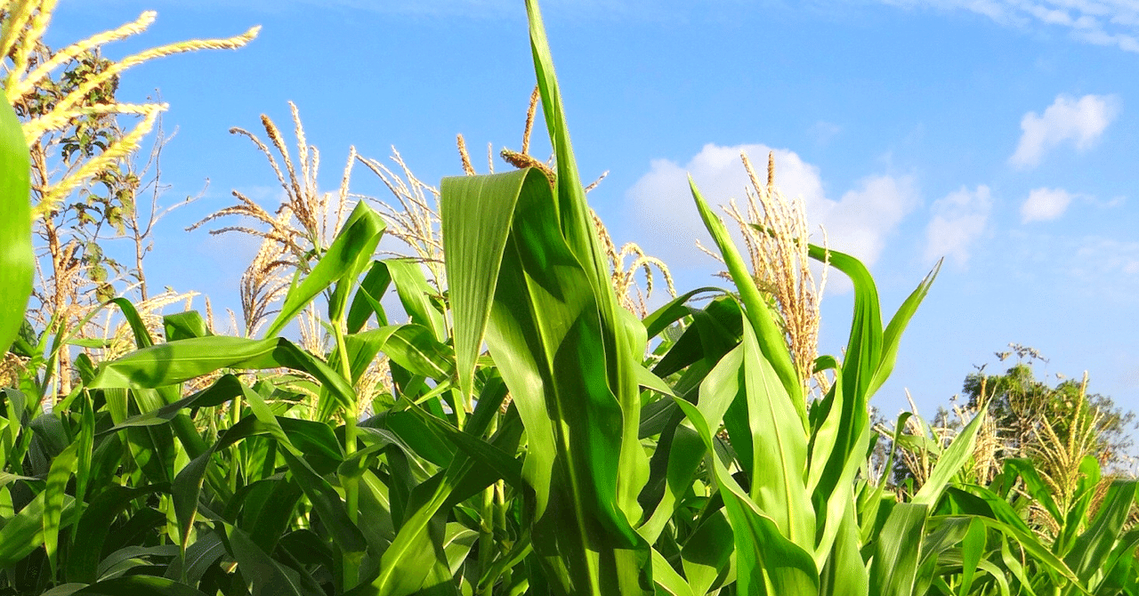 ブログ 日記 コーン茶は麦茶と 張れる クロシオ Note ブログ 日記 コーン茶は麦茶と 張れる クロシオ Note