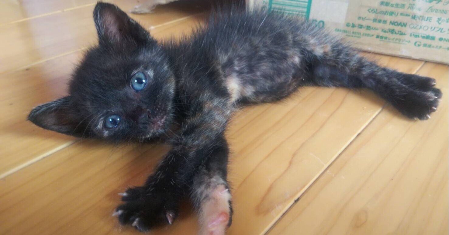 日本ザーネン種」の新着タグ記事一覧|note u2015u2015つくる、つながる、と