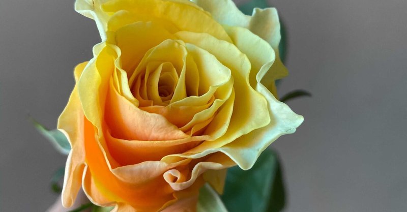 赤レンガ倉庫イベント そして今週のtwitterブーケプレゼント発表 石動力 花オジサン の Hanane Note Note