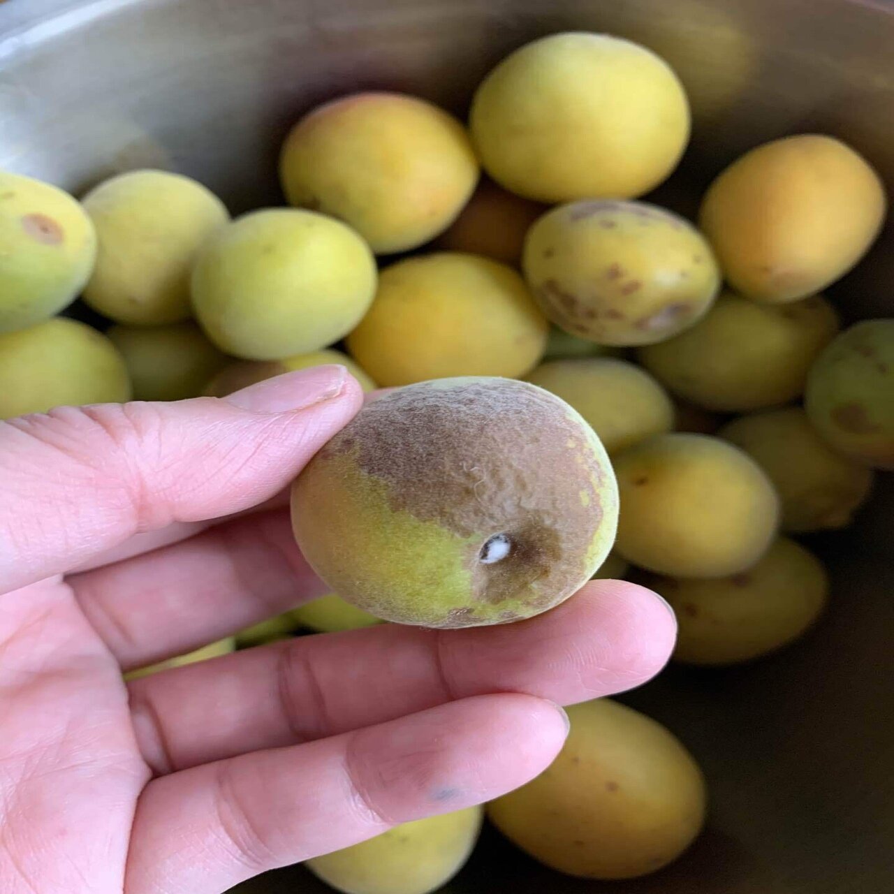 私のための梅仕事備忘録 青梅追熟問題 しらいのりこ ごはん同盟 Note