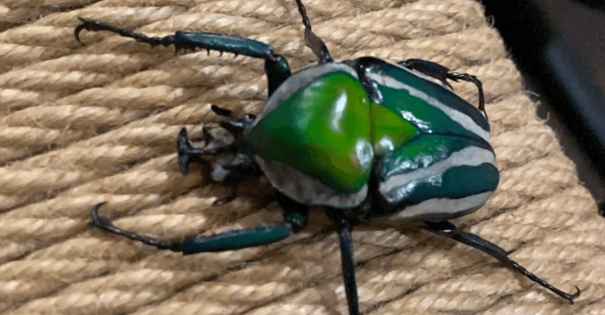 Vlog】昆虫観察 シロヘリミドリツノカナブン｜Noriaki Kawanishi