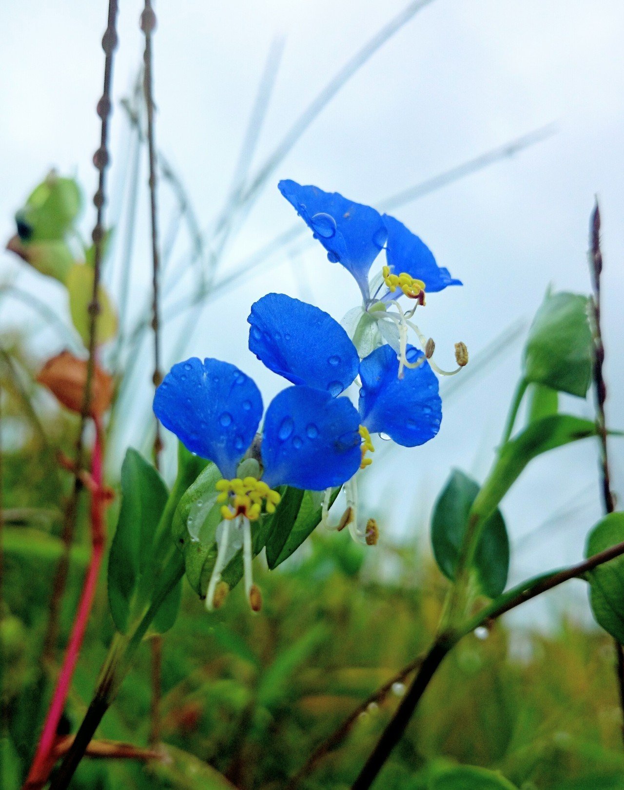おはようございます 露草の エールよ届け 空越えて 望美 写真 3d弁当 ガーデン弁当 Note