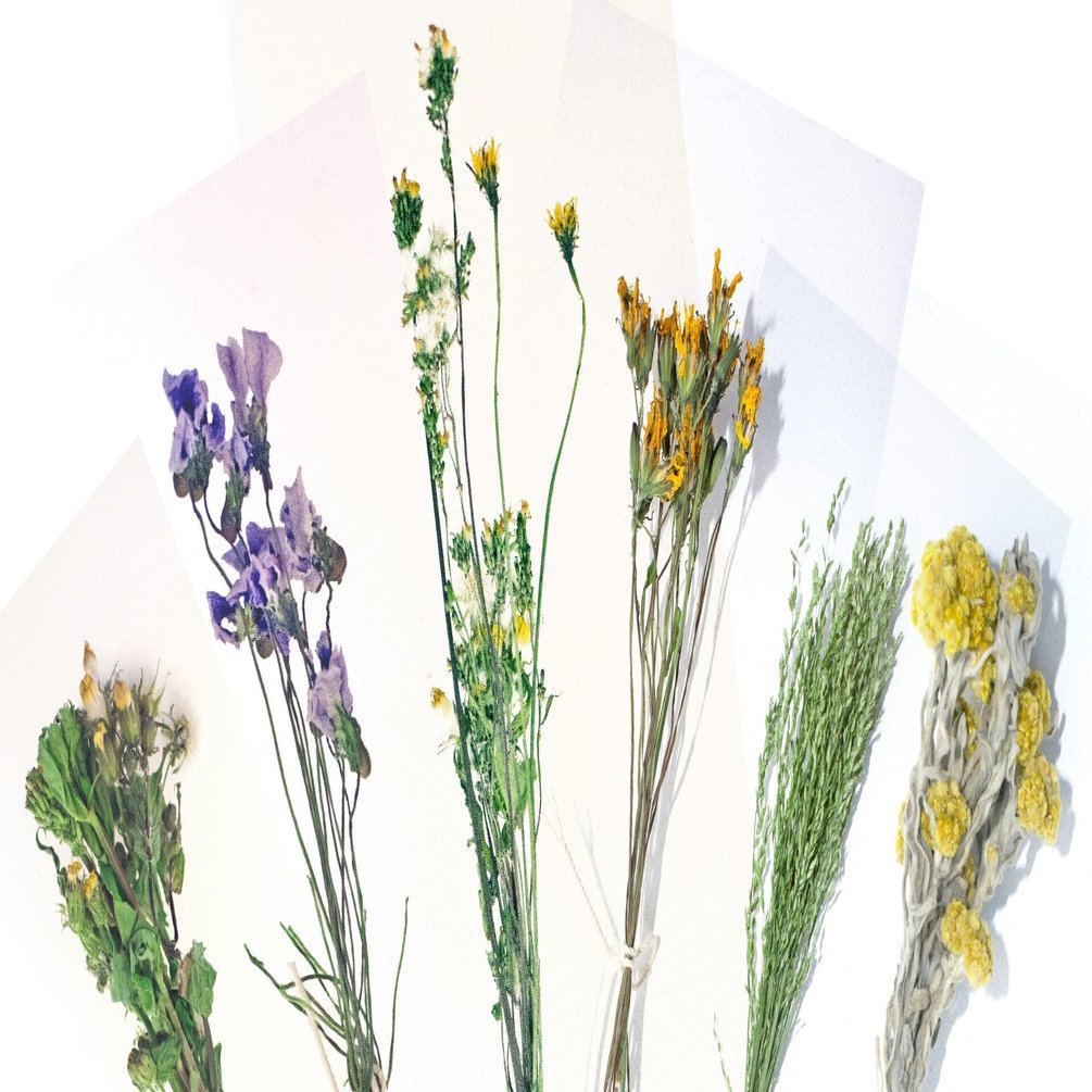 野草の採取編２ 道端の草花がおしゃれなインテリア アイテムに 野草で作るリース スワッグ 山の小リス Note