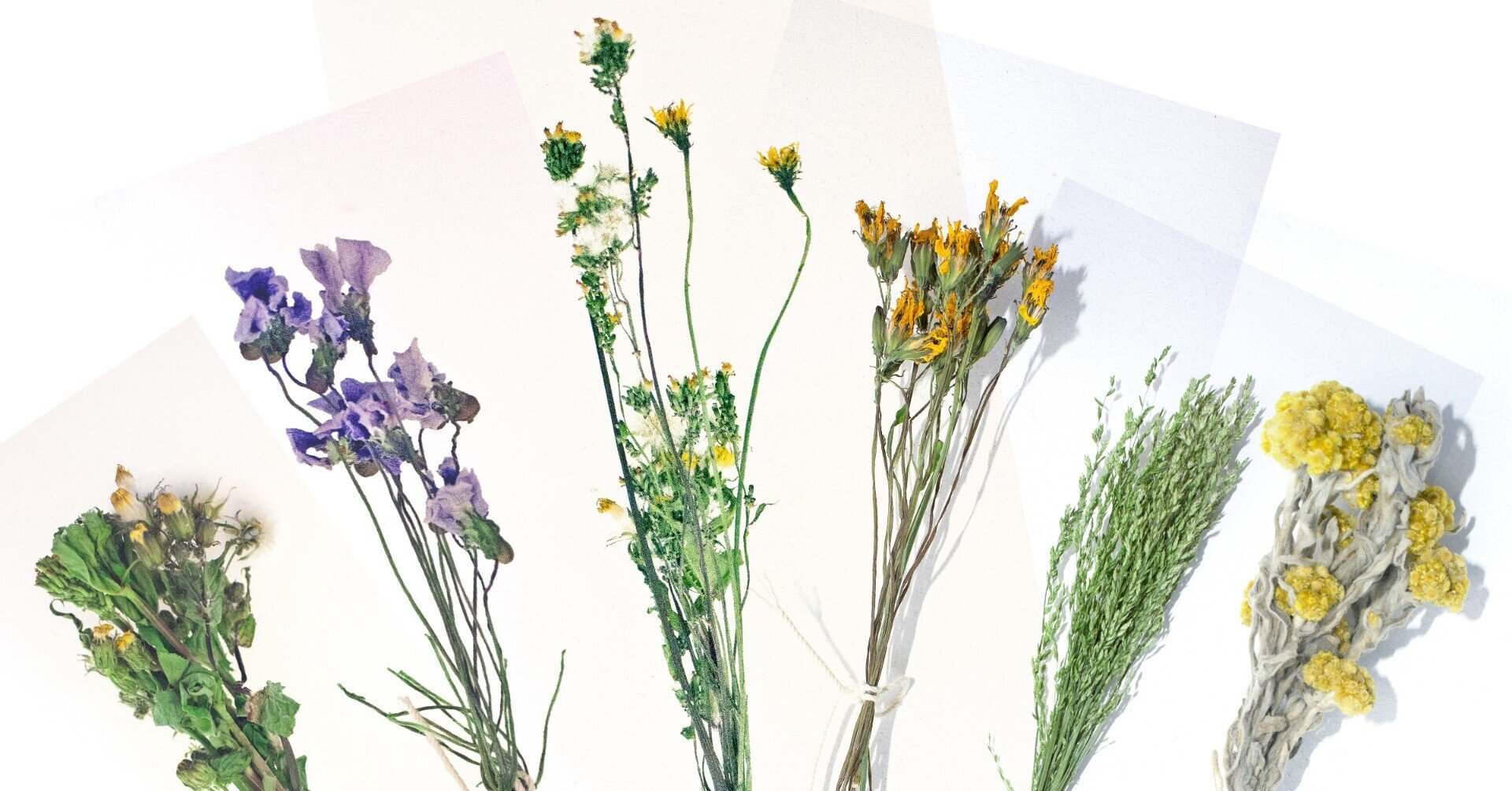 野草の採取編2 道端の草花がおしゃれなインテリア アイテムに 野草で作るリース スワッグ 山の小リス Note 野草の採取編2 道端の草花がおしゃれなインテリア アイテムに 野草で作るリース スワッグ 山の小リス Note