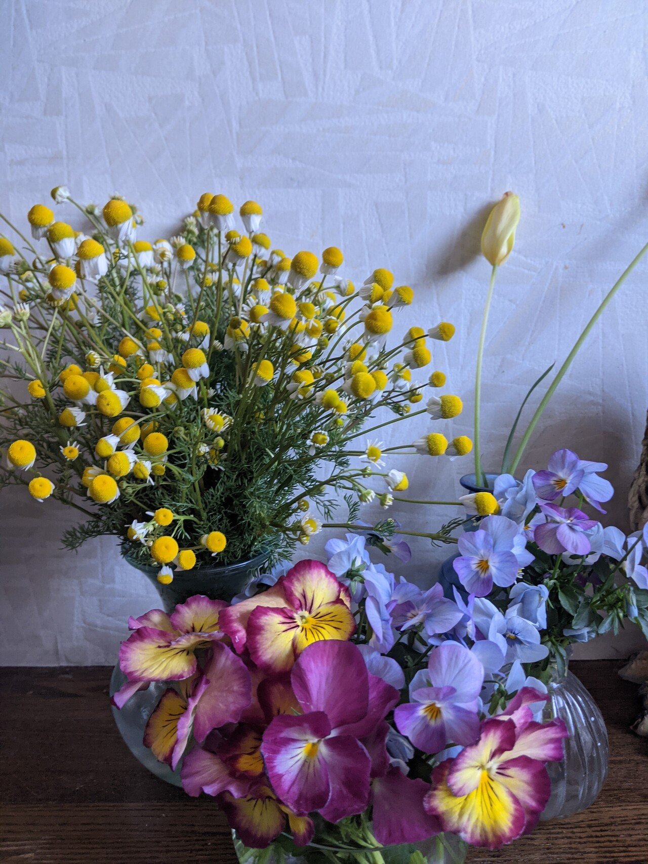 トイレで花テロ 水仙が終わり 野生化したカモミールと伸び過ぎパンジービオラをぶっ込みました 芳香剤いらず カモミールの香りでいっぱい 笑い猫 猫 とお絵描き Note