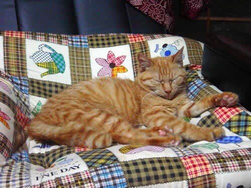 随分前の話になりますが実家で猫を飼っていたことがあります 名前はやすこさん ちょっとだけ珍しい茶トラのメスです 仔猫の時に家に迷込んで そのまま居着いちゃいました よくスズメやネズミを撮ってきて いたをさん 昔の名前で出ています 楽しめ熟年