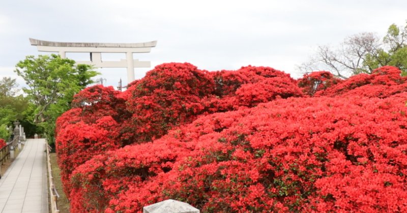 長岡天満宮霧島つつじ満開