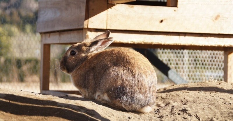 ピンクのうさぎ事件