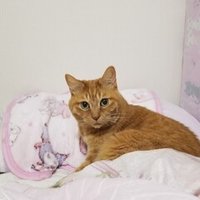 芸人と付き合う為にsnsでする２つのこと ロリィタ族 Note