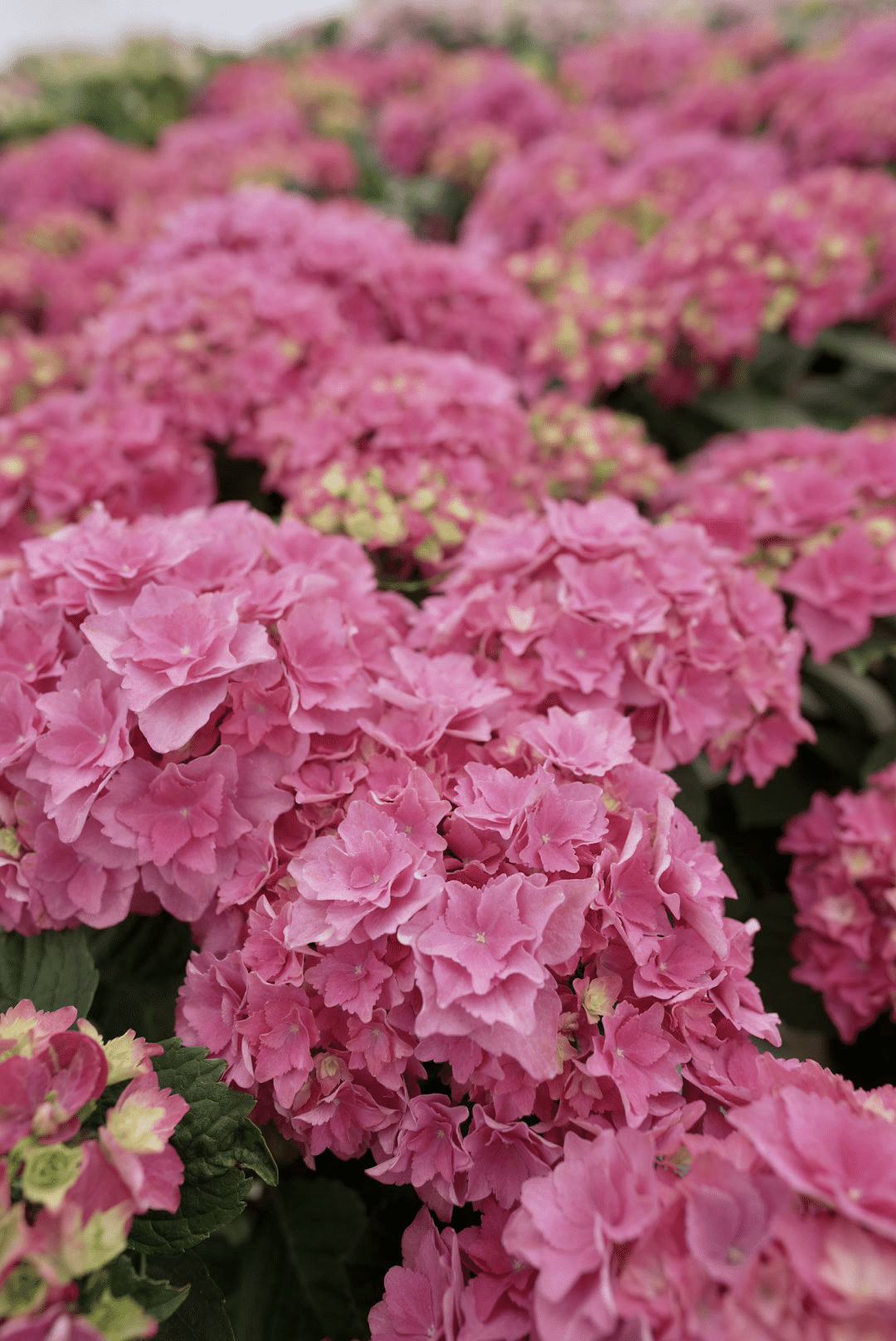 七山農家さんfile Vol 1 富岡和彦さん 富岡園芸 野田早百理 佐賀県唐津市七山地域おこし協力隊 Note 七山農家さんfile Vol 1 富岡和彦さん 富岡園芸 野田早百理 佐賀県唐津市七山地域おこし協力隊 Note