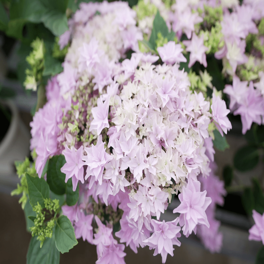 七山農家さんfile Vol 1 富岡和彦さん 富岡園芸 野田早百理 佐賀県唐津市七山地域おこし協力隊 Note