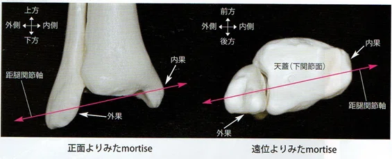 内果と外果の位置関係 – 内果 内顆 違い – MIZQL
