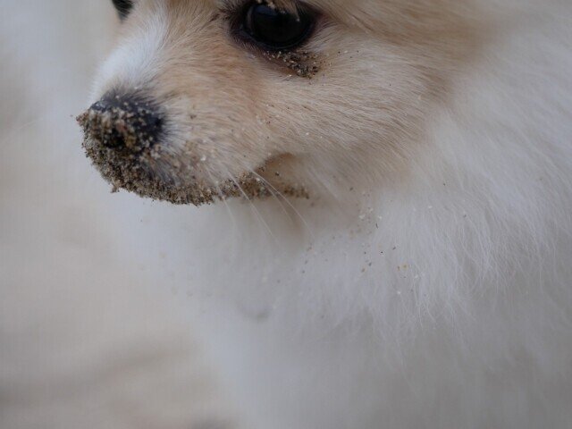 犬が電柱を嗅ぐ理由とは 実は気を付けた方がいい にのひろ Ninohiro Garage Blog Note 犬が電柱を嗅ぐ理由とは 実は気を付けた方がいい にのひろ Ninohiro Garage Blog Note
