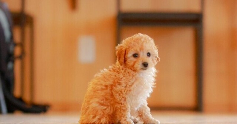 犬が電柱を嗅ぐ理由とは 実は気を付けた方がいい にのひろ Ninohiro Garage Blog Note 犬が電柱を嗅ぐ理由とは 実は気を付けた方がいい にのひろ Ninohiro Garage Blog Note