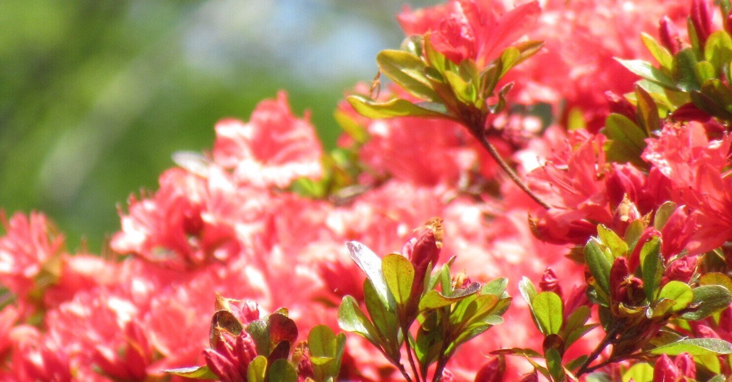 初心者 ツツジ を撮る 美しい花には毒がある おだ ちえ Note 初心者 ツツジ を撮る 美しい花には毒がある おだ ちえ Note