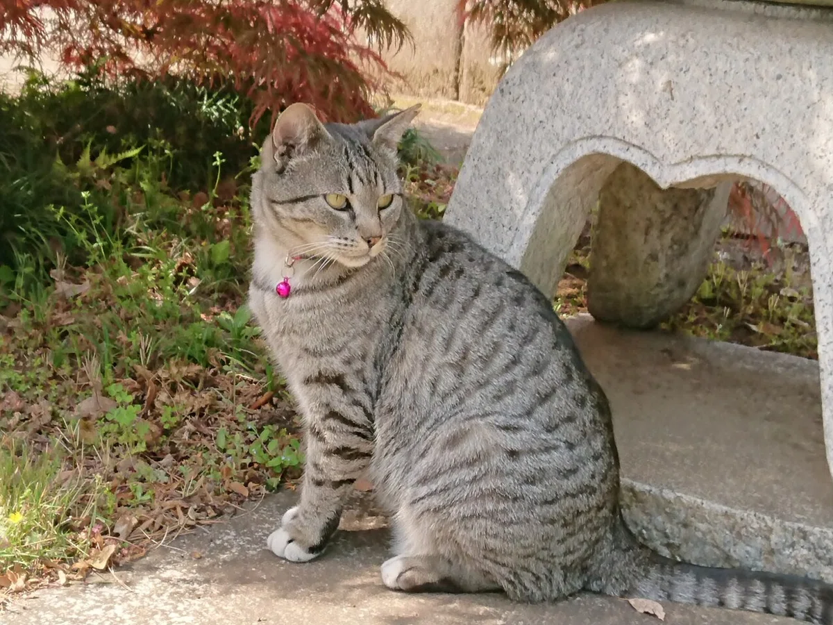 ペットのお墓 保護猫カフェCatio