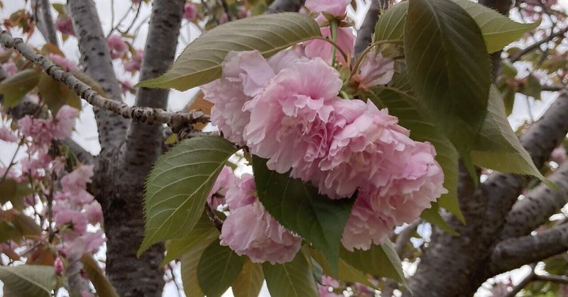 牡丹桜 の新着タグ記事一覧 Note つくる つながる とどける 牡丹桜 の新着タグ記事一覧 Note つくる つながる とどける