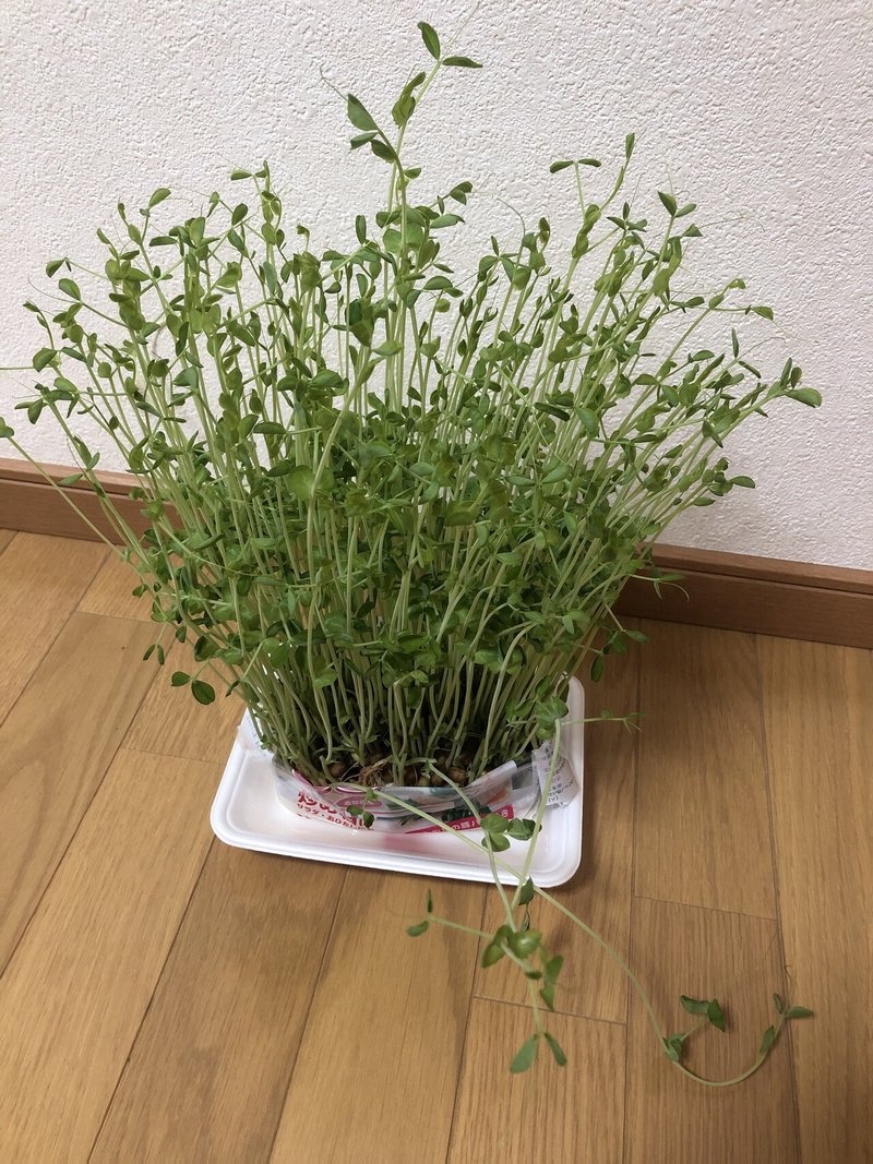 昨日にはない今日をやる 13 育てた豆苗食べてみた あこ Note 昨日にはない今日をやる 13 育てた豆苗食べてみた あこ Note