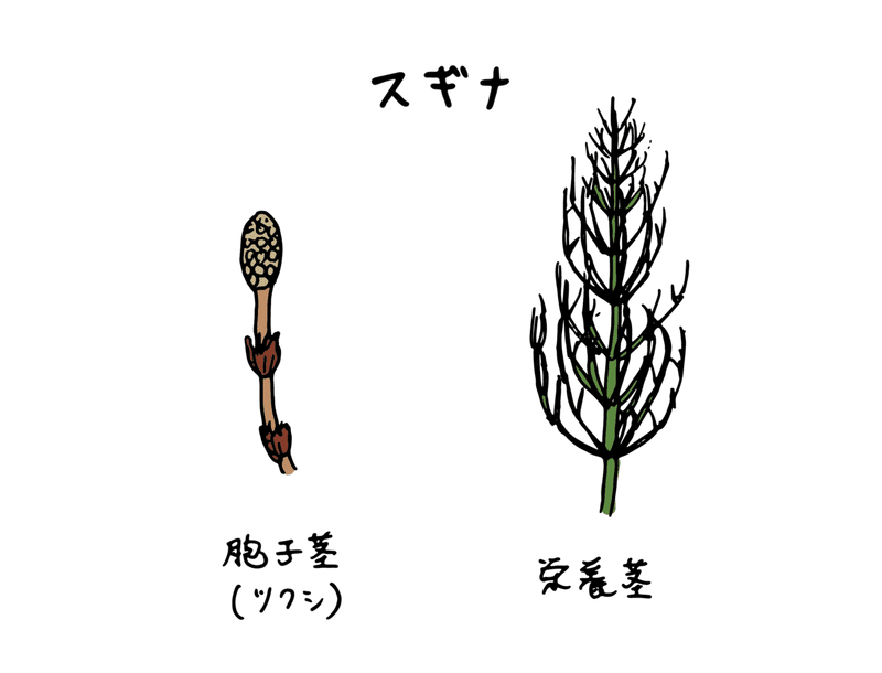 ハレの日 は 晴れの日 に 意外と自由度が高いツクシとタンポポの話 浜松科学館 みらいーら ハレの日 は 晴れの日 に 意外と自由度が高いツクシとタンポポの話 浜松科学館 みらいーら