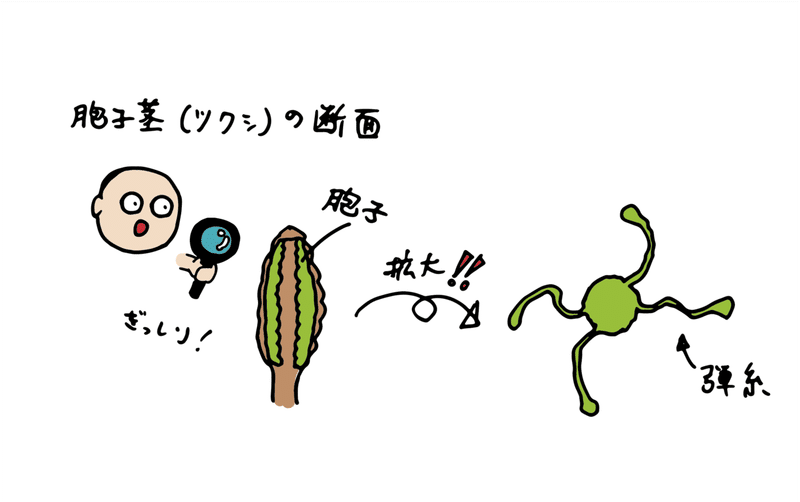 ハレの日 は 晴れの日 に 意外と自由度が高いツクシとタンポポの話 浜松科学館 みらいーら ハレの日 は 晴れの日 に 意外と自由度が高いツクシとタンポポの話 浜松科学館 みらいーら