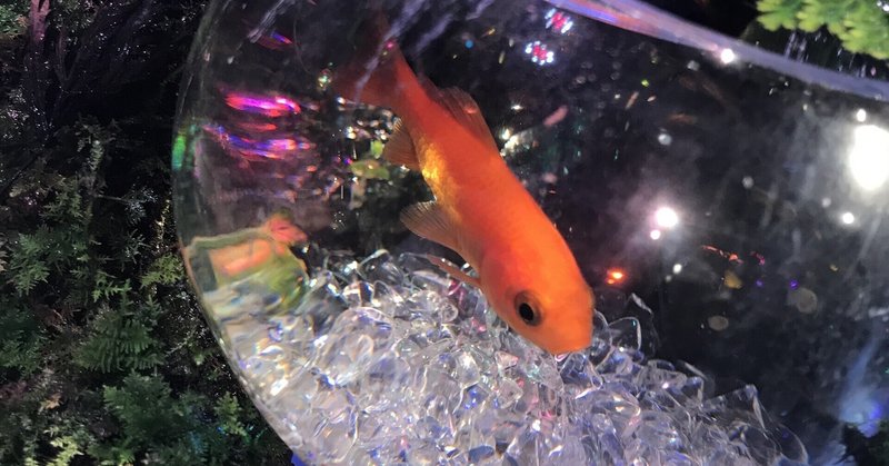 75お祭りと金魚2 の新着タグ記事一覧 Note つくる つながる とどける 75お祭りと金魚2 の新着タグ記事一覧 Note つくる つながる とどける