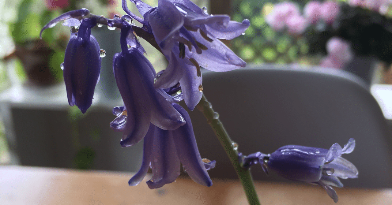 ヒアシンソイデス の新着タグ記事一覧 Note つくる つながる とどける ヒアシンソイデス の新着タグ記事一覧 Note つくる つながる とどける