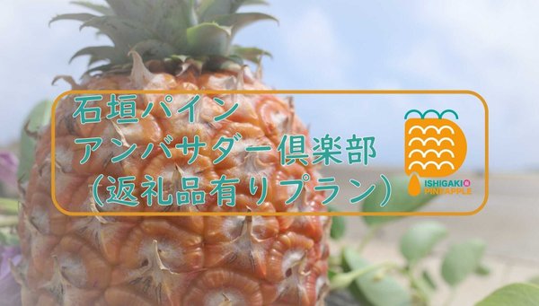 石垣パイン　アンバサダー俱楽部（返礼品有りプラン）