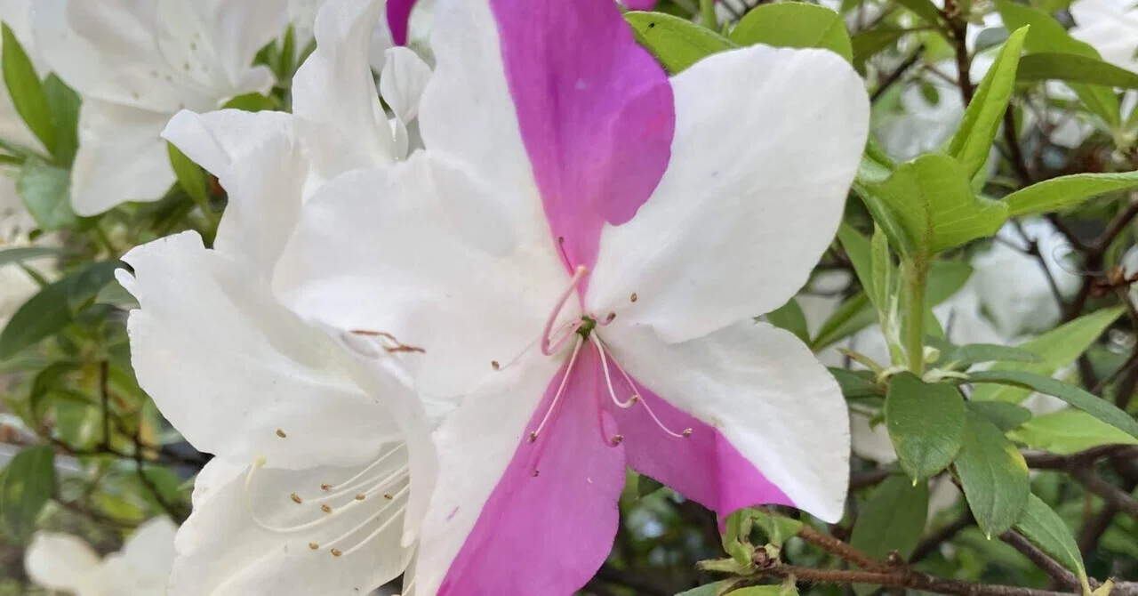 Red and White Azaleas｜pirokichi