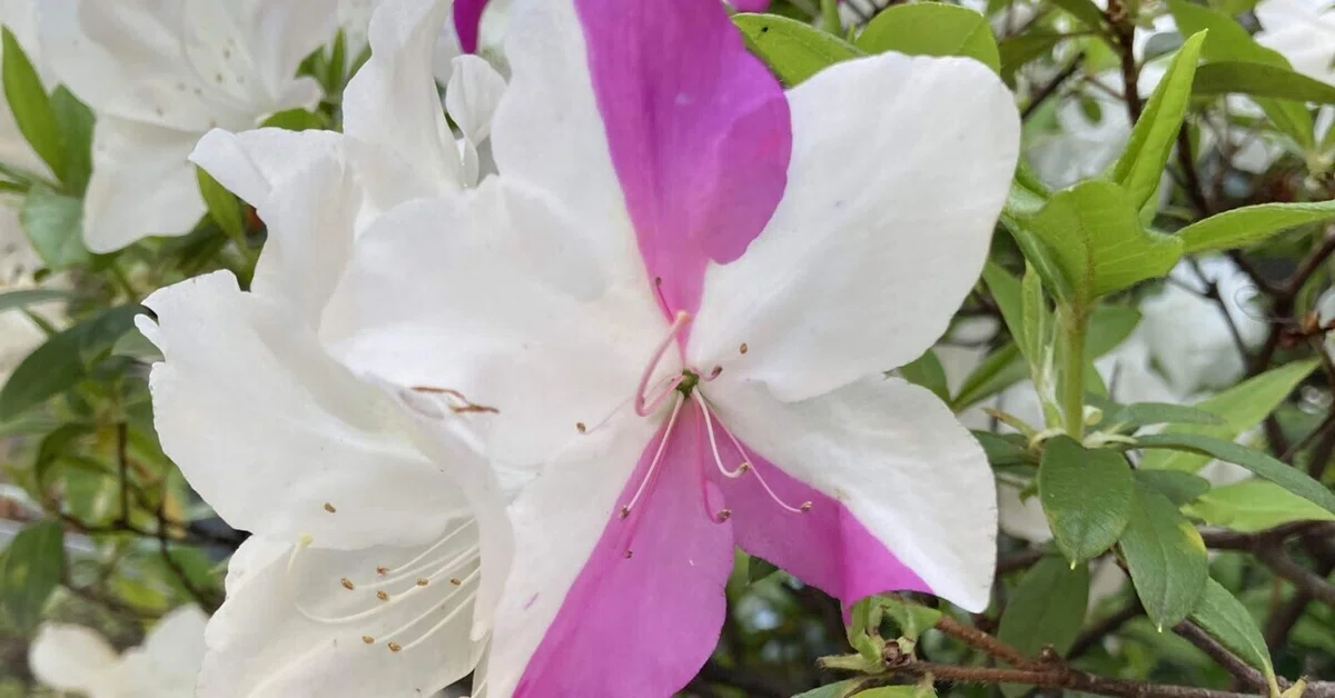 Red and White Azaleas｜pirokichi