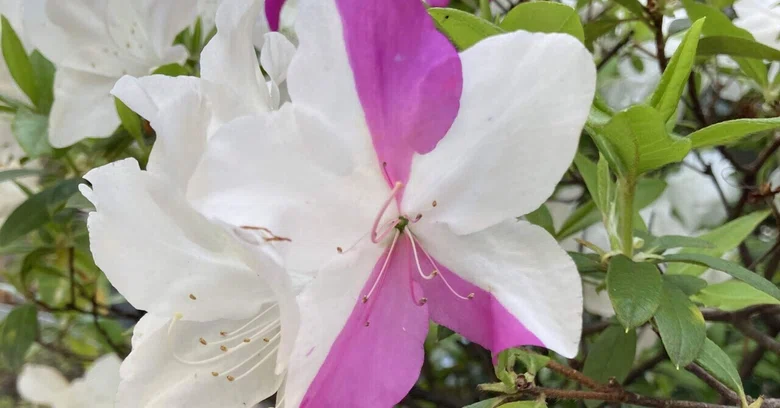 Red and White Azaleas｜pirokichi