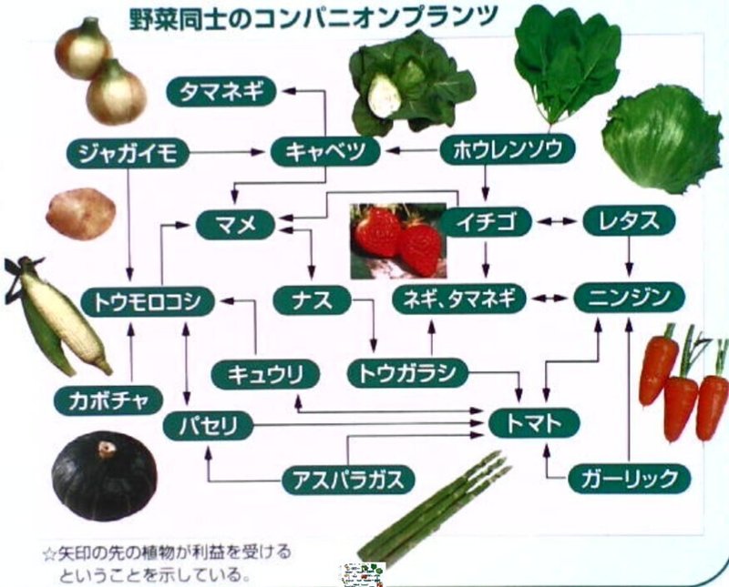 コンパニオンプランツ あなごきょうりゅう Note