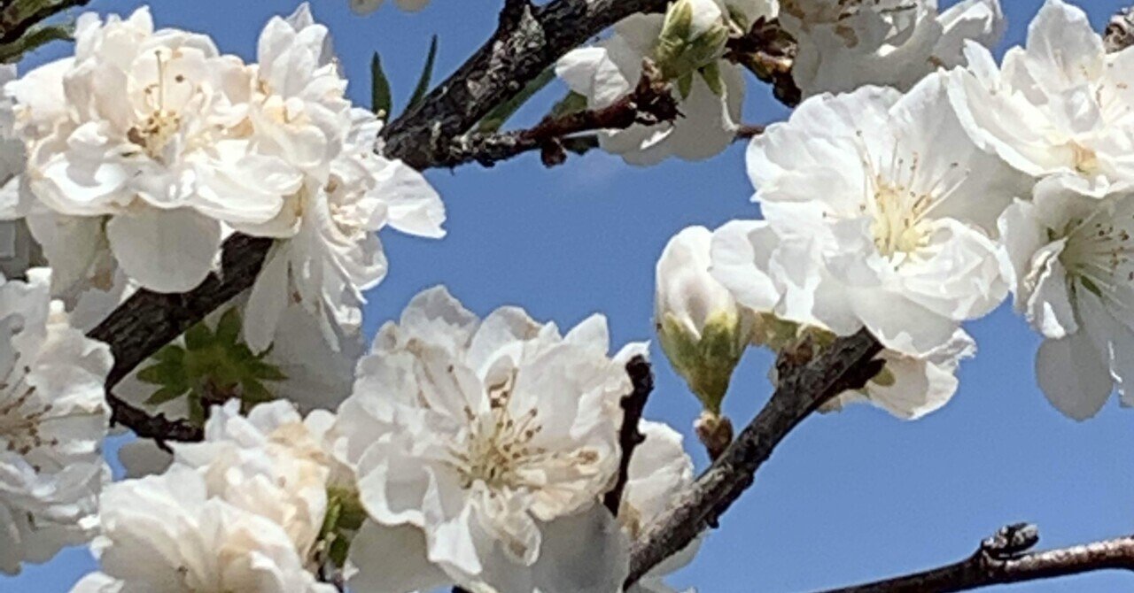 八ヶ岳南麓 移住生活 八重のリンゴの花 Keihisa Note