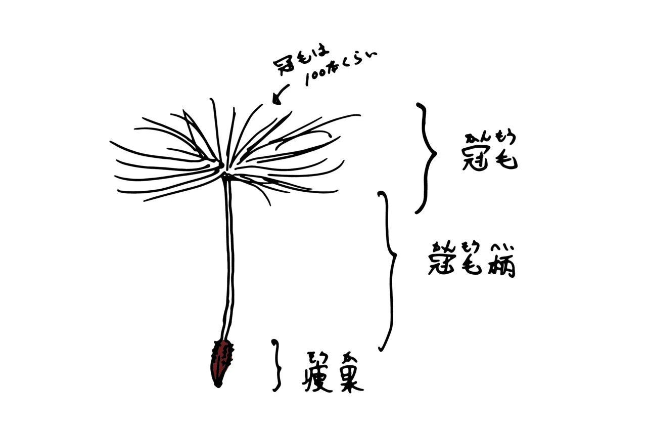 ハレの日 は 晴れの日 に 意外と自由度が高いツクシとタンポポの話 浜松科学館 みらいーら ハレの日 は 晴れの日 に 意外と自由度が高いツクシとタンポポの話 浜松科学館 みらいーら