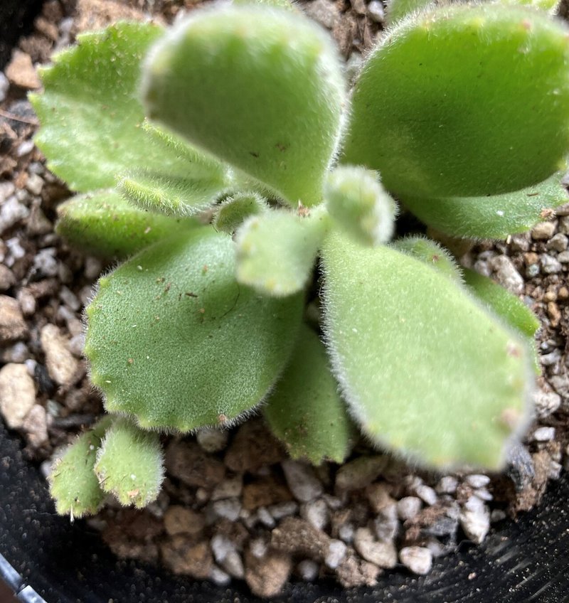 熊童子 クマドウジ Cotyledon Tomentosa Spp Ladismithensis そら 猫と多肉植物とパラコード フォロバ100 Note