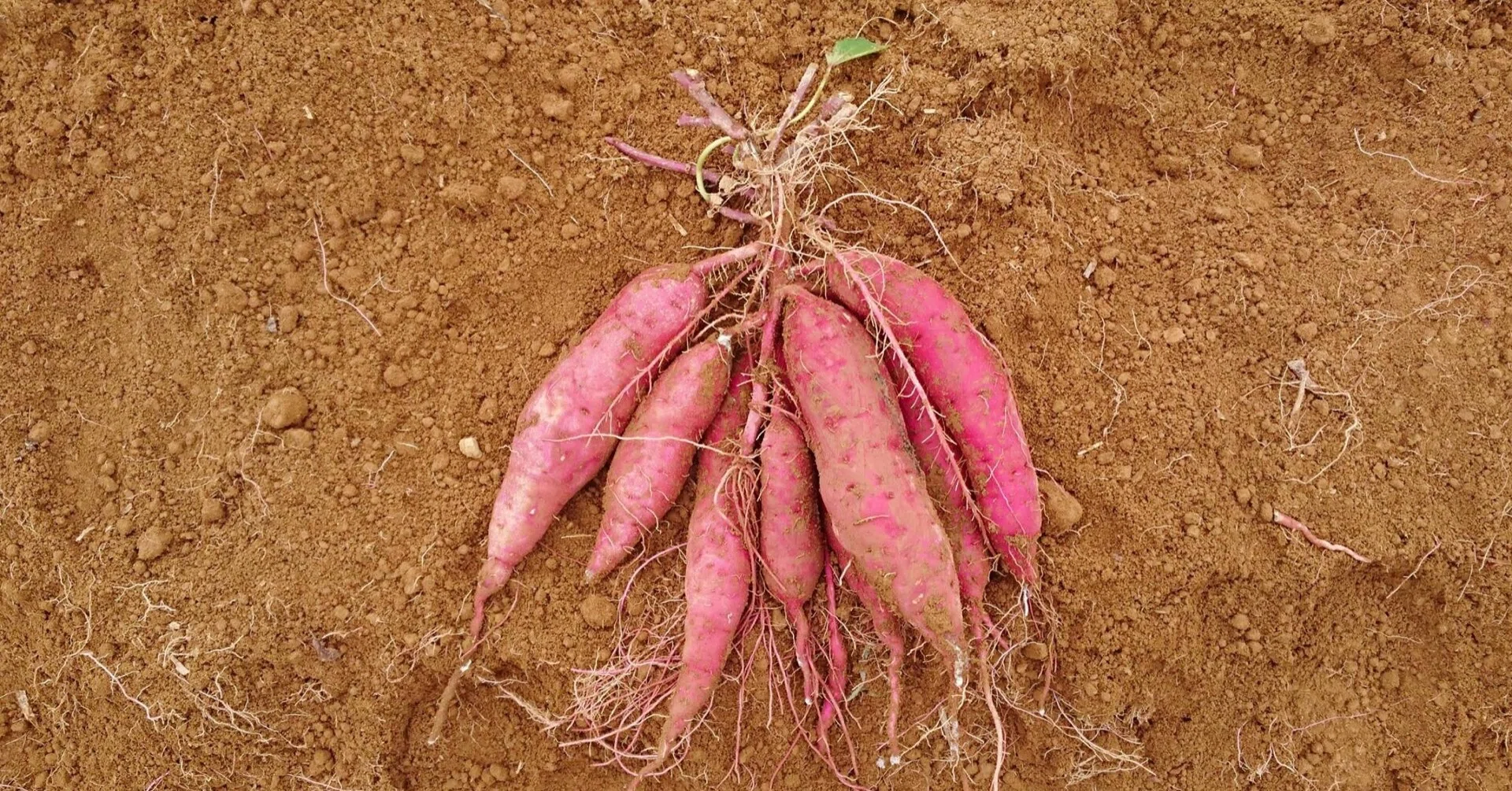 たった10kgのさつまいもから始まった干し芋、県内量販店41店舗販売まで