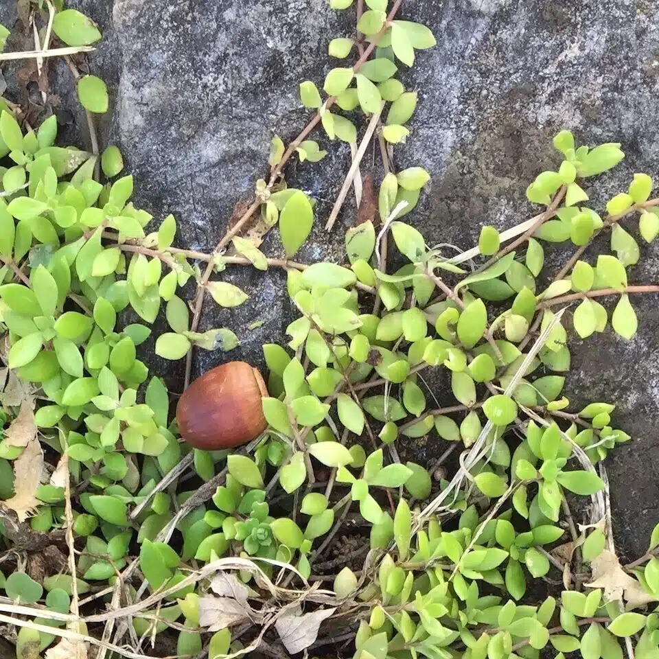 つばさ