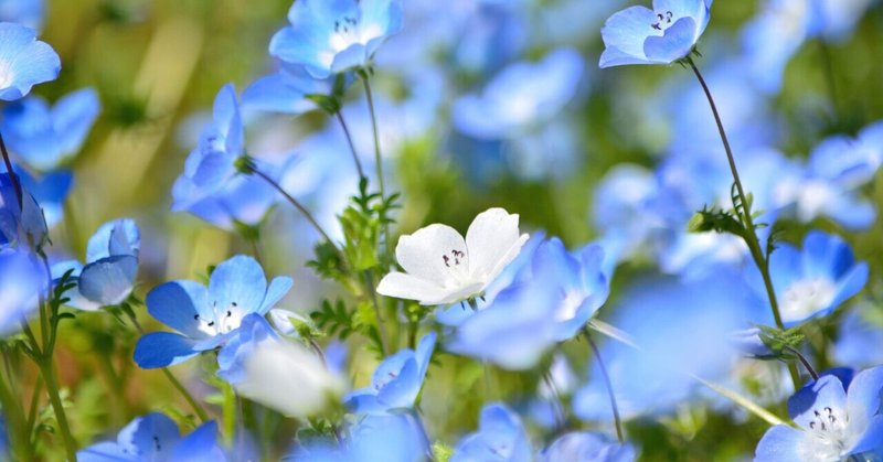 ネモフィラ デルマ侍 皮膚科専門医試験解説 Note