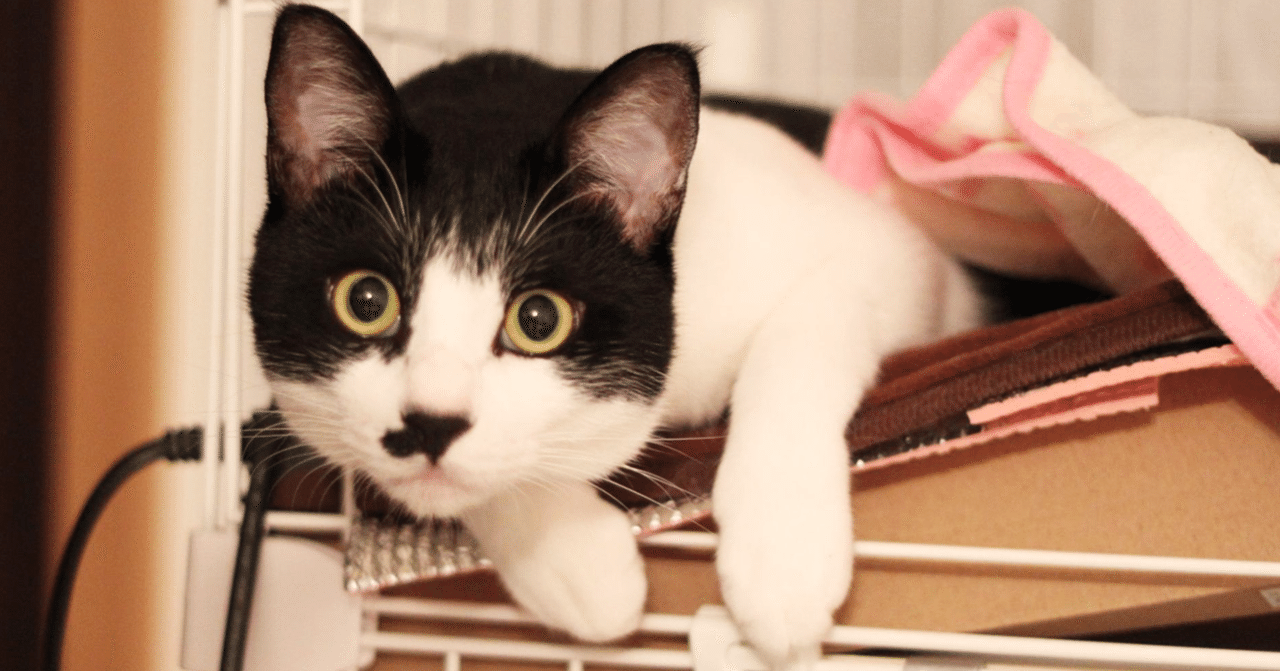 愛猫のワガママは 猫がかわいい沼 という底なし沼 いい部屋ペット いい部屋ネット 公式 Note
