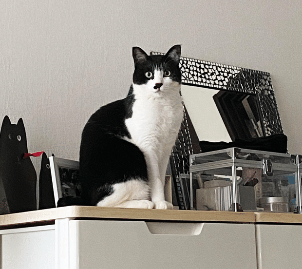 愛猫のワガママは『猫がかわいい沼』という底なし沼! #いい部屋ペット